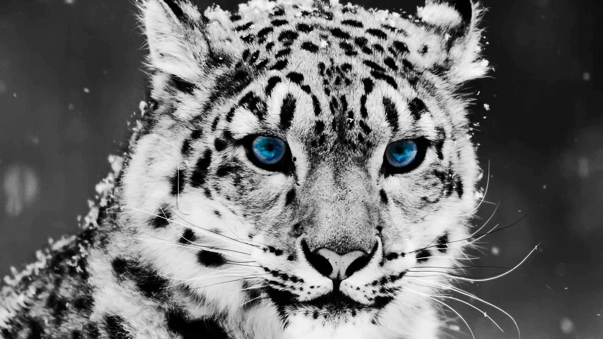 selective Coloring, Animals, Snow Leopards, Leopard Wallpapers HD