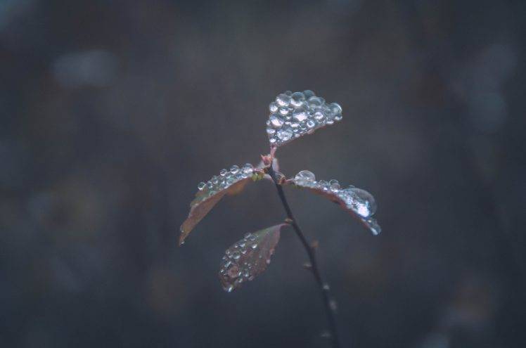 photography, Flowers, Rain, Nature, Leaves, Calm HD Wallpaper Desktop Background