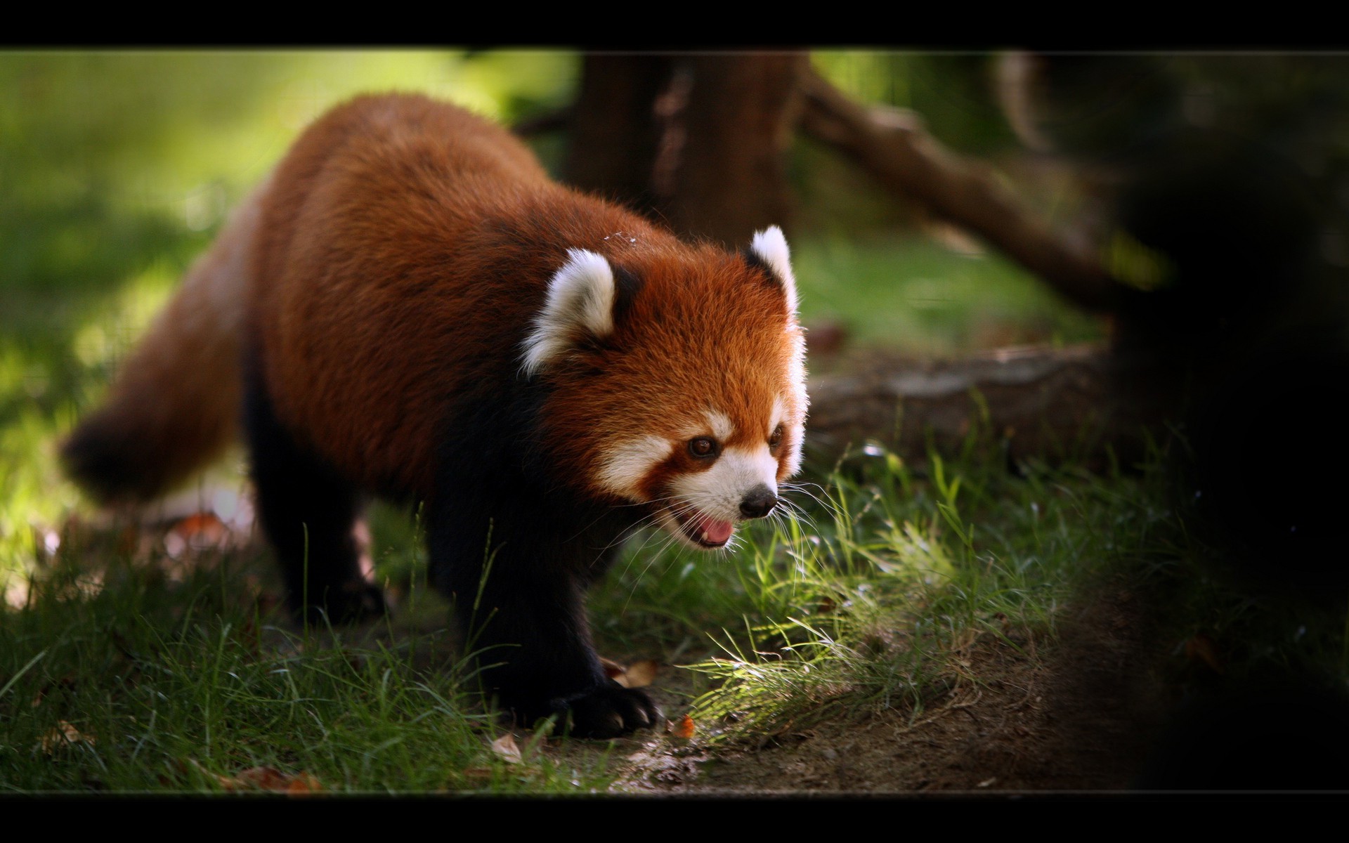 animals, Red Panda Wallpapers HD / Desktop and Mobile ...