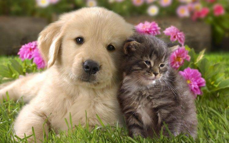 nature, Animals, Grass, Puppies, Kittens, Cat, Dog, Flowers, Baby Animals, Labrador Retriever HD Wallpaper Desktop Background