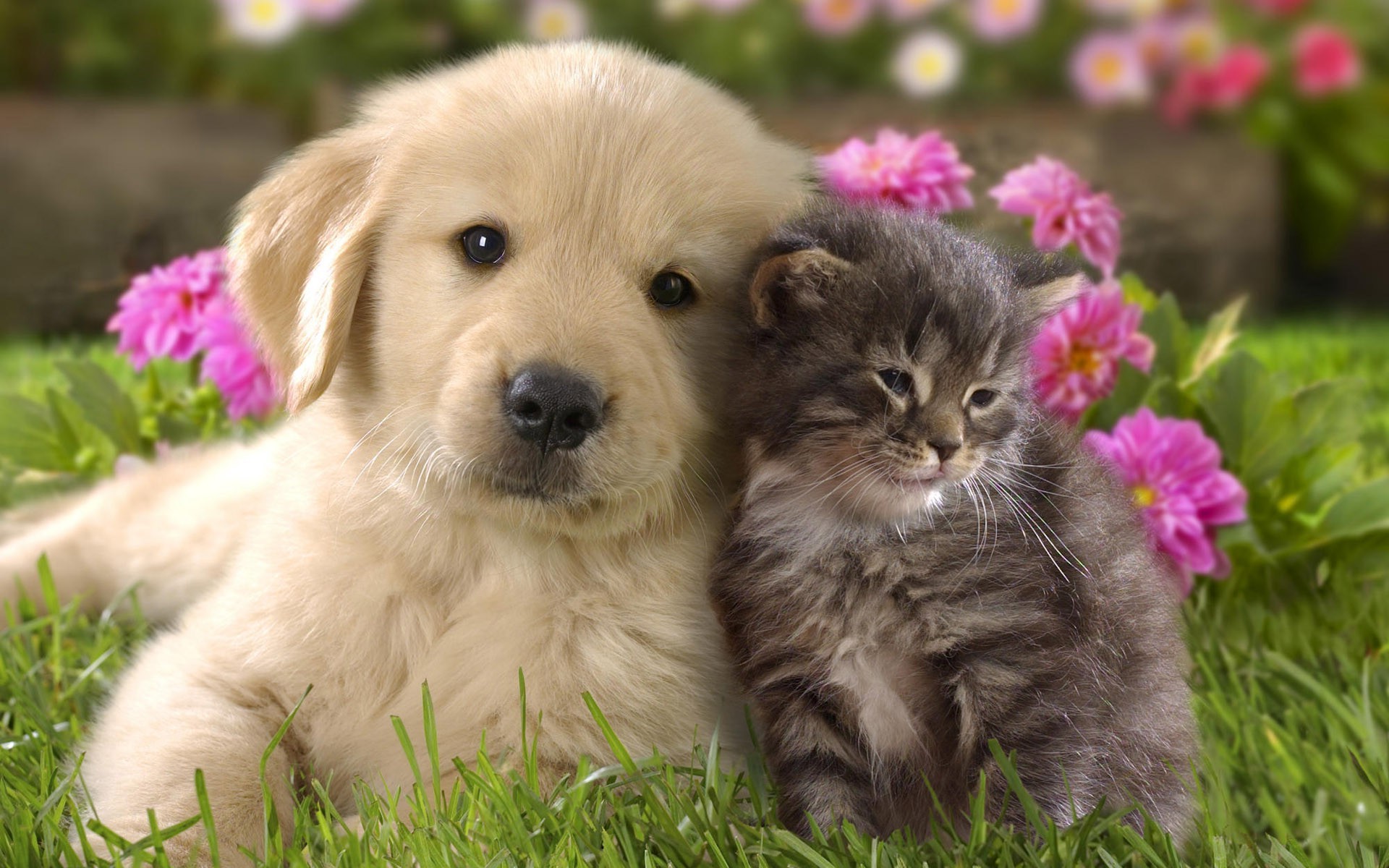 nature, Animals, Grass, Puppies, Kittens, Cat, Dog, Flowers, Baby Animals, Labrador Retriever Wallpaper