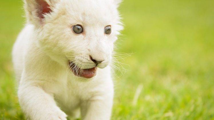 baby Animals, Animals, Lion HD Wallpaper Desktop Background