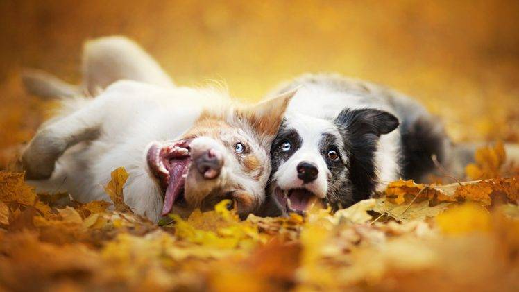 dog, Animals, Depth Of Field, Fall HD Wallpaper Desktop Background