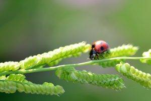 ladybugs, Plants, Nature, Insect