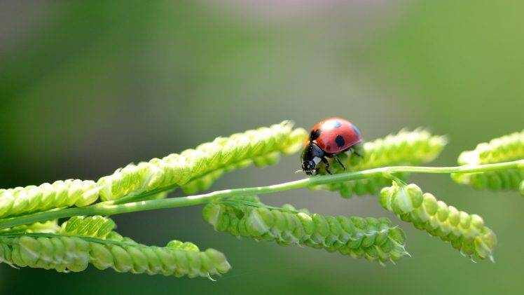 ladybugs, Plants, Nature, Insect HD Wallpaper Desktop Background