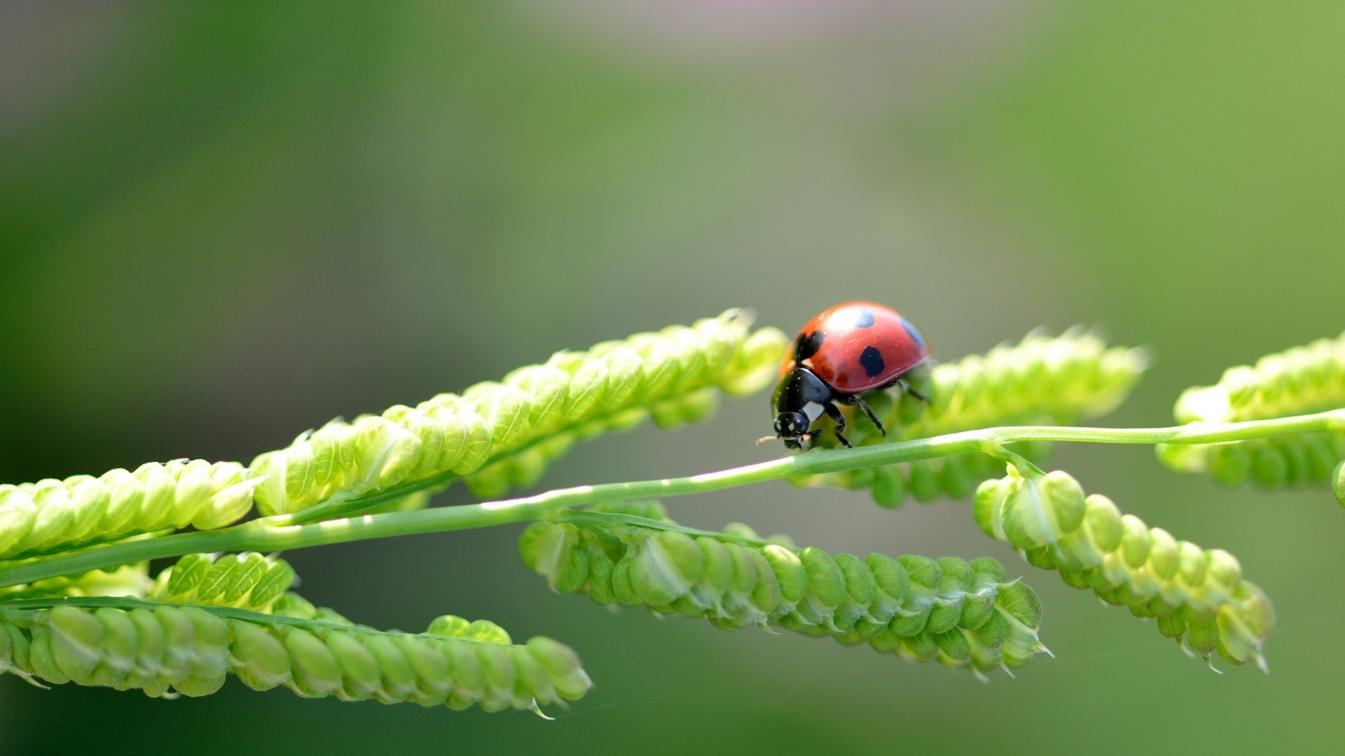 ladybugs, Plants, Nature, Insect Wallpaper