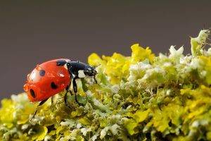 ladybugs, Nature, Macro, Insect