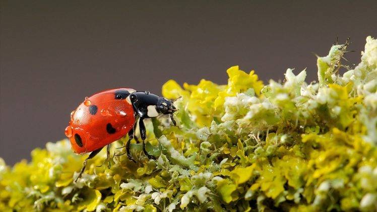 ladybugs, Nature, Macro, Insect HD Wallpaper Desktop Background