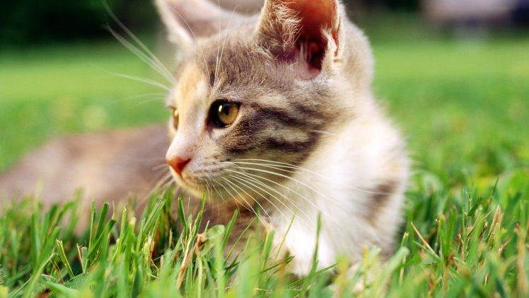 grass, Animals, Cat HD Wallpaper Desktop Background