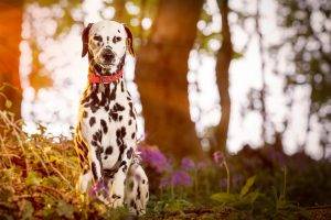 Dalmatian, Dog, Animals, Sunlight, Depth Of Field