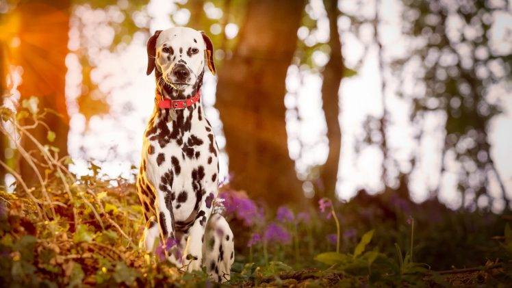 Dalmatian, Dog, Animals, Sunlight, Depth Of Field HD Wallpaper Desktop Background