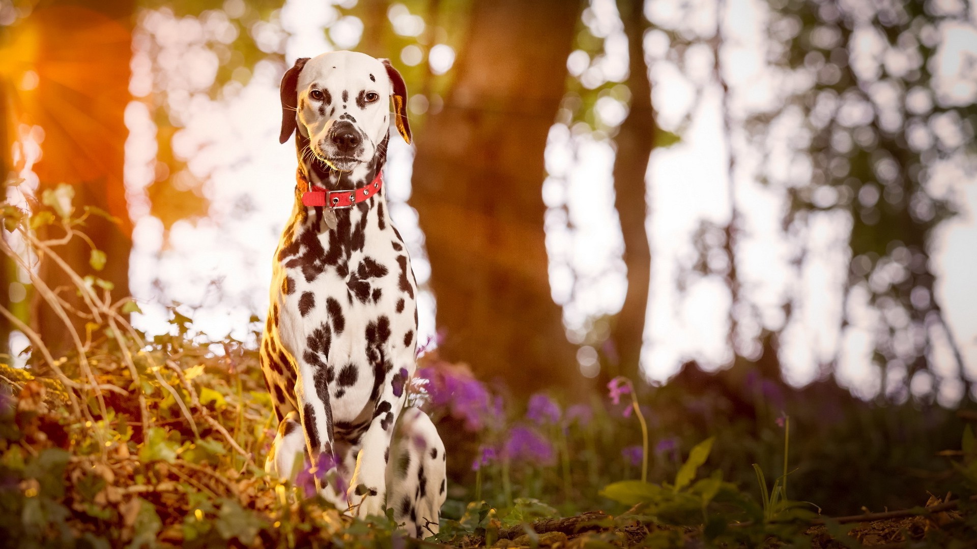 Dalmatian, Dog, Animals, Sunlight, Depth Of Field Wallpaper
