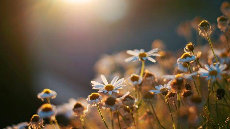 flowers, Nature, Depth Of Field HD Wallpaper Desktop Background