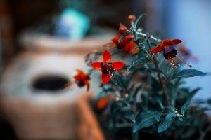 nature, Flowers, Red Flowers, Depth Of Field