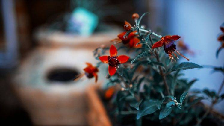nature, Flowers, Red Flowers, Depth Of Field HD Wallpaper Desktop Background