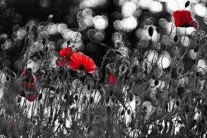 poppies, Flowers, Selective Coloring, Bokeh, Nature