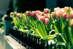 tulips, Flowers, Fence, Depth Of Field