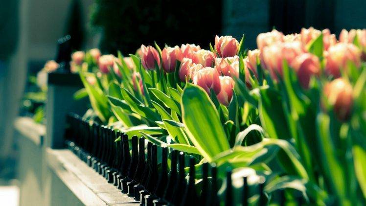 tulips, Flowers, Fence, Depth Of Field HD Wallpaper Desktop Background
