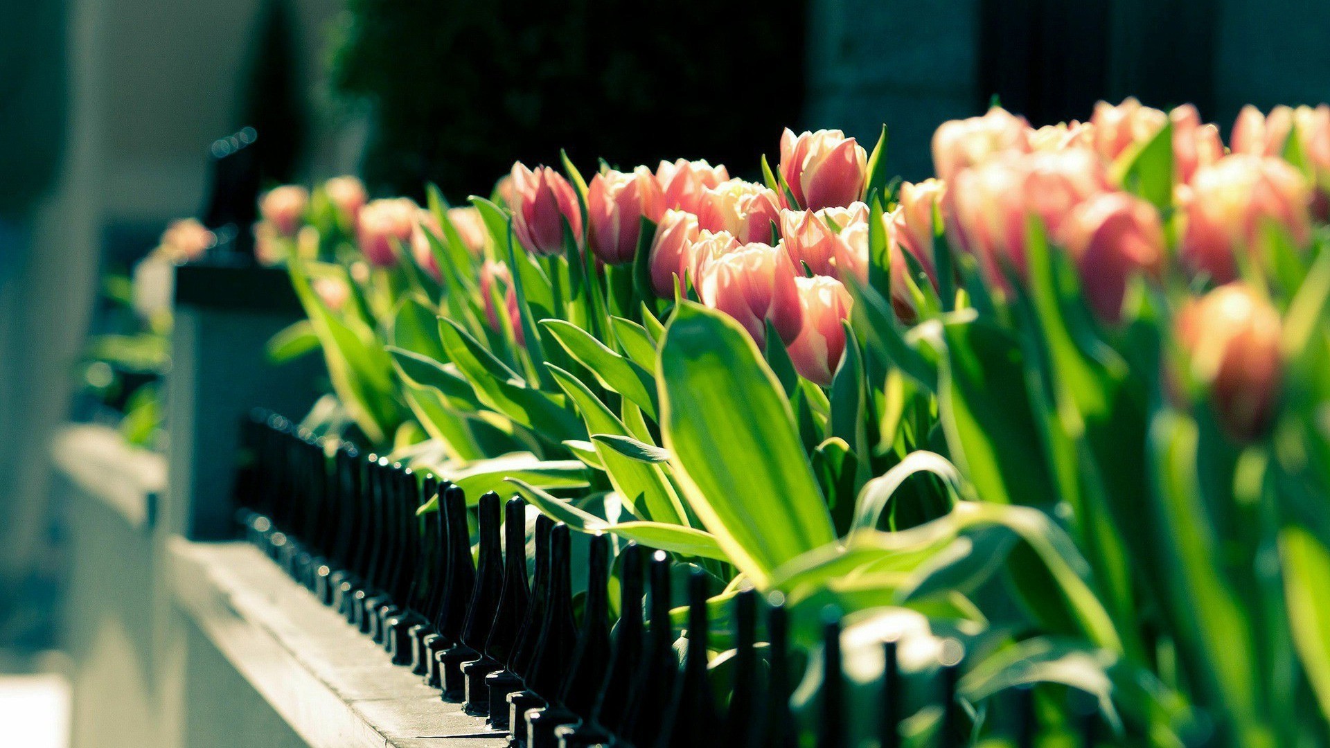 tulips, Flowers, Fence, Depth Of Field Wallpaper