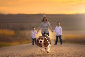 families, Road, Holding Hands, Depth Of Field, Dog, Animals, Running, Beagles, Jake Olson, Nebraska