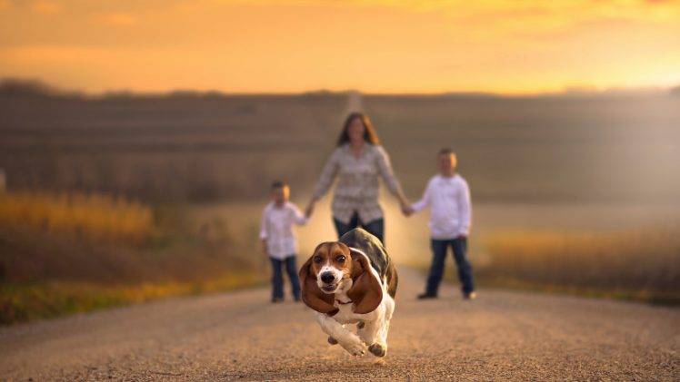 families, Road, Holding Hands, Depth Of Field, Dog, Animals, Running, Beagles, Jake Olson, Nebraska HD Wallpaper Desktop Background