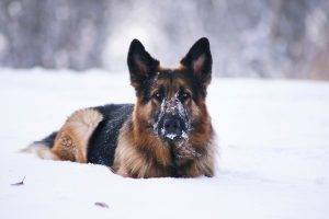 dog, German Shepherd, Animals, Snow