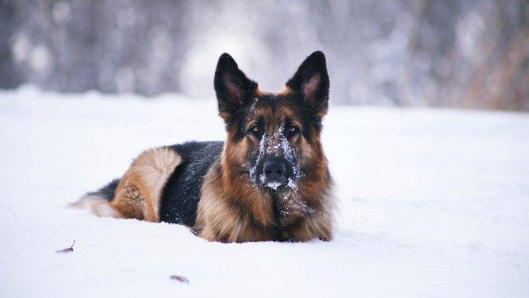 dog, German Shepherd, Animals, Snow HD Wallpaper Desktop Background