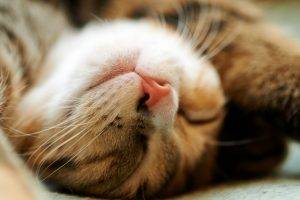 cat, Closeup, Animals, Sleeping