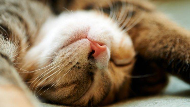cat, Closeup, Animals, Sleeping HD Wallpaper Desktop Background