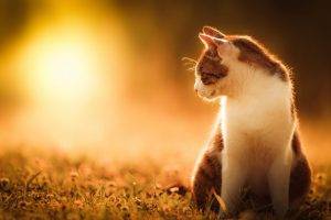 cat, Sunlight, Animals, Grass
