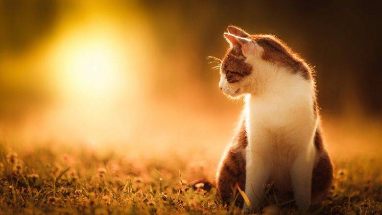 cat, Sunlight, Animals, Grass HD Wallpaper Desktop Background