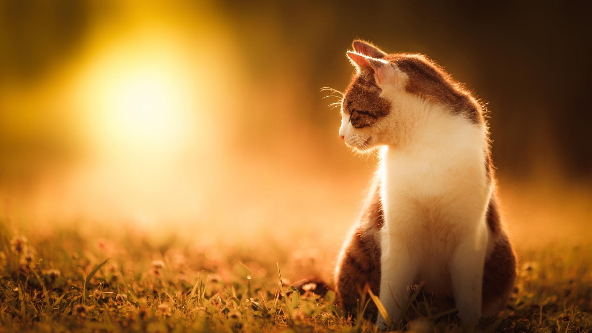 cat, Sunlight, Animals, Grass Wallpaper