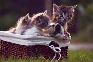 kittens, Cat, Baby Animals, Baskets, Grass, Animals