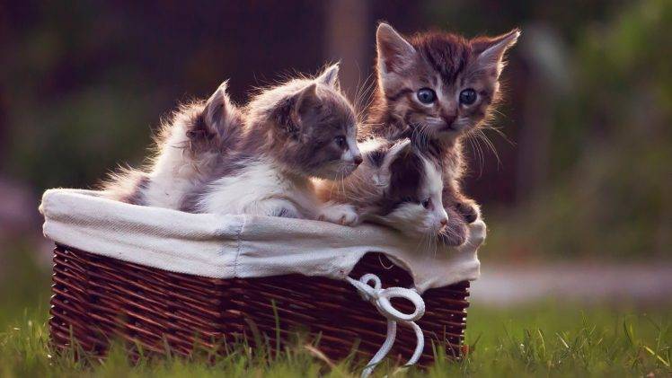 kittens, Cat, Baby Animals, Baskets, Grass, Animals HD Wallpaper Desktop Background