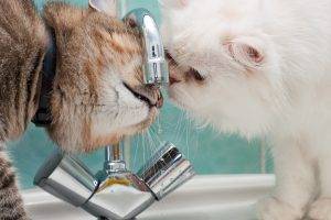 faucets, Cat, Animals, Water Drops