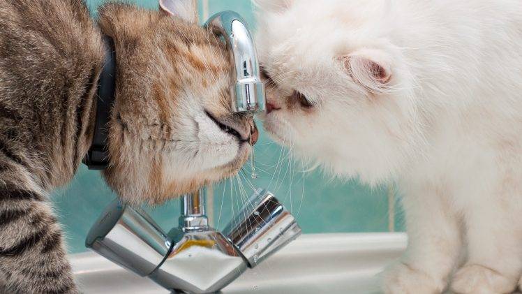 faucets, Cat, Animals, Water Drops HD Wallpaper Desktop Background