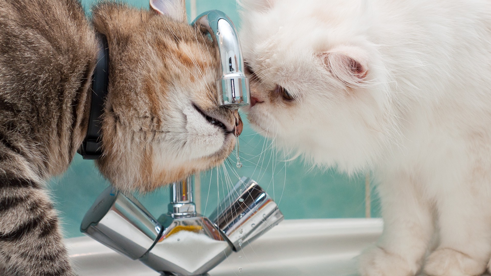 faucets, Cat, Animals, Water Drops Wallpaper
