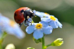 flowers, Ladybugs, Insect, Blue Flowers, Forget me nots