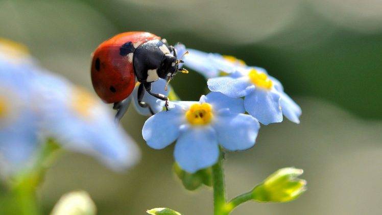 flowers, Ladybugs, Insect, Blue Flowers, Forget me nots HD Wallpaper Desktop Background