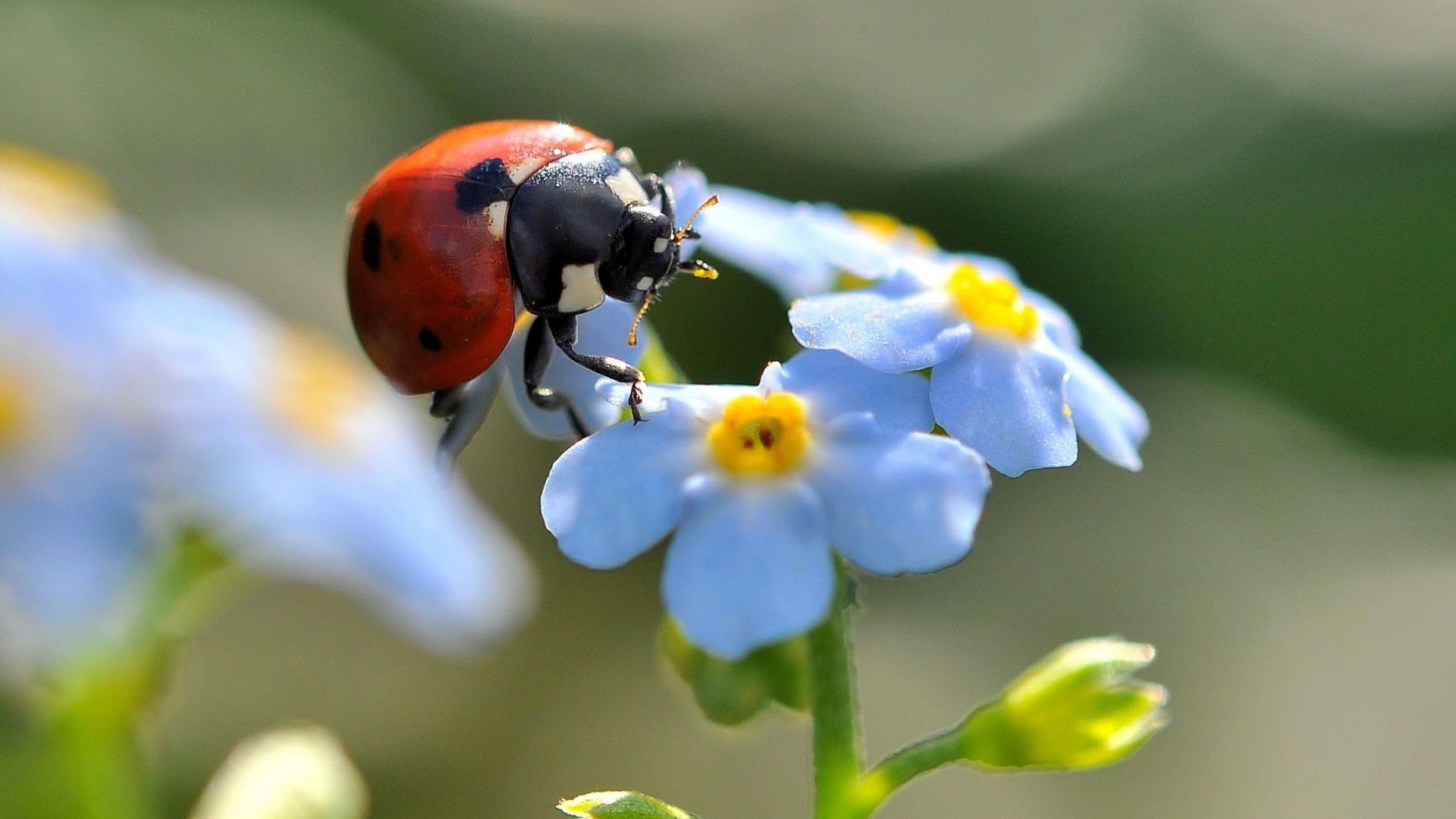 flowers, Ladybugs, Insect, Blue Flowers, Forget me nots Wallpaper