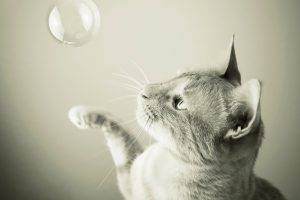monochrome, Cat, Animals, Bubbles