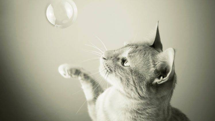 monochrome, Cat, Animals, Bubbles HD Wallpaper Desktop Background