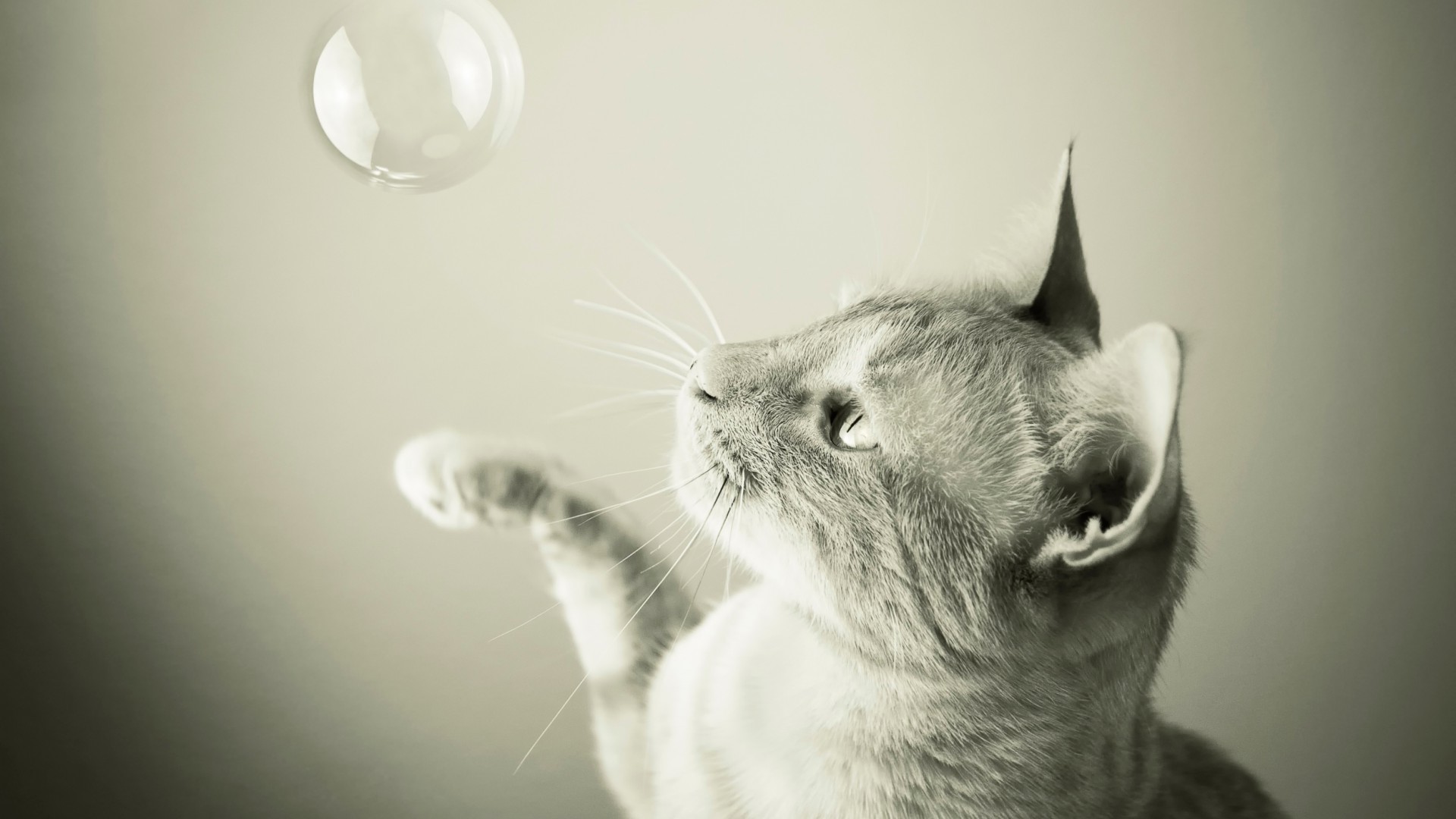monochrome, Cat, Animals, Bubbles Wallpaper