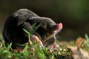 moles, Animals, Grass