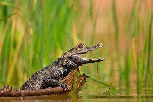 reptile, Baby Animals, Crocodiles, Twigs
