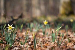 depth Of Field, Flowers, Nature, Daffodils