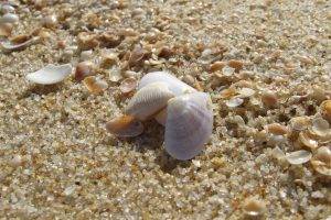 seashells, Sand, Macro, Nature