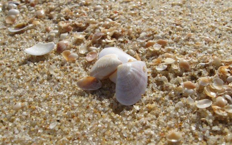 seashells, Sand, Macro, Nature HD Wallpaper Desktop Background