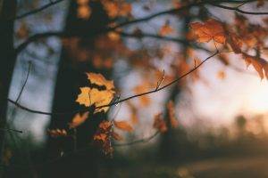 nature, Fall, Trees, Depth Of Field