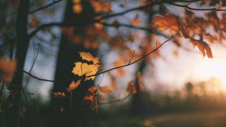 nature, Fall, Trees, Depth Of Field HD Wallpaper Desktop Background